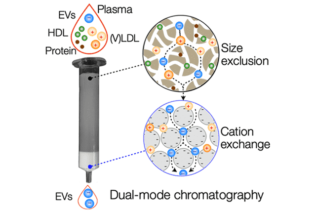 Dual-mode chromatography